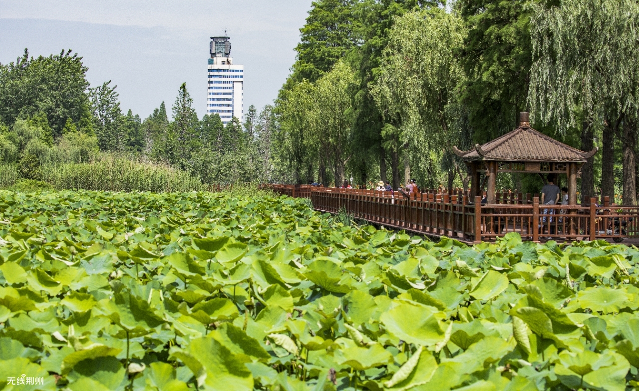 初夏荆州明月公园风景美如画