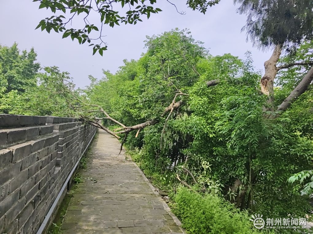 老荆州中学往前一点城墙上一棵树干断了，压在城墙上，